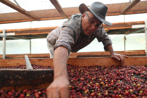 Coffee farmer farms high quality Central American coffee beans