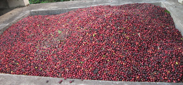 Coffee Cherries