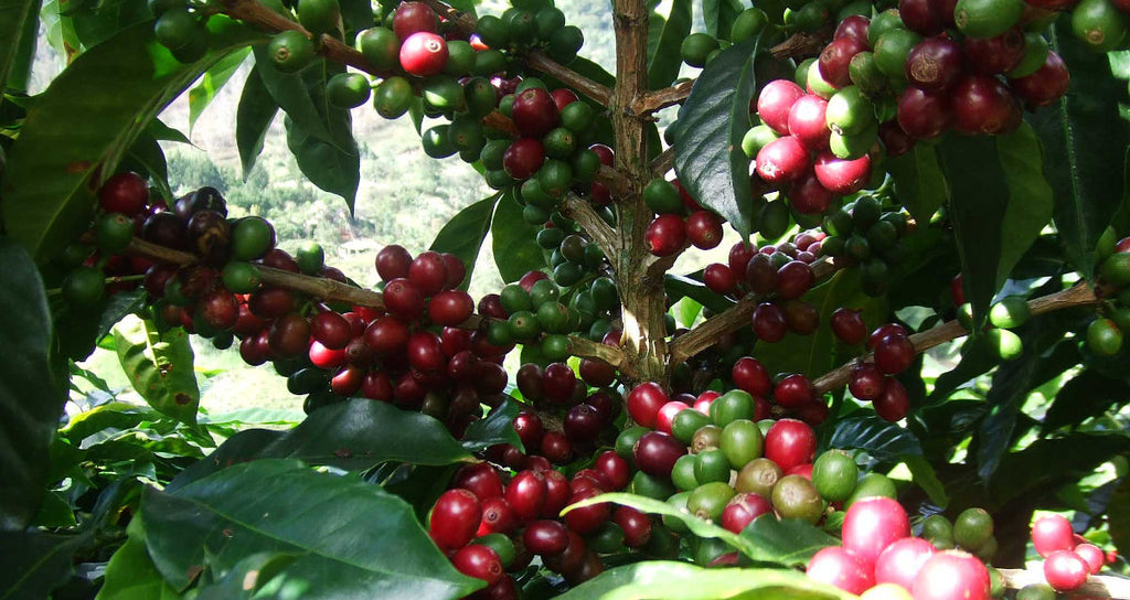 Ripe coffee cherries growing on coffee tree
