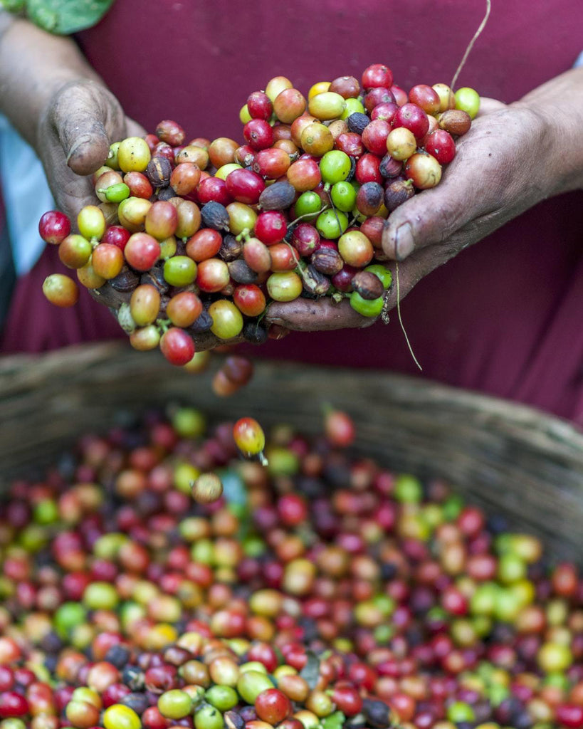 Harvesting coffee cherries