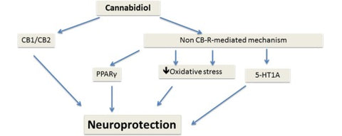 CBD neuroprotection