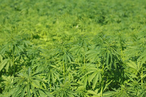 Hemp Farm