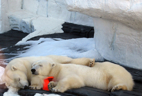 Sleeping polar bears