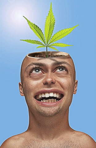 THC Head High