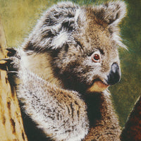 Koala - Artist's Proof Print on Paper