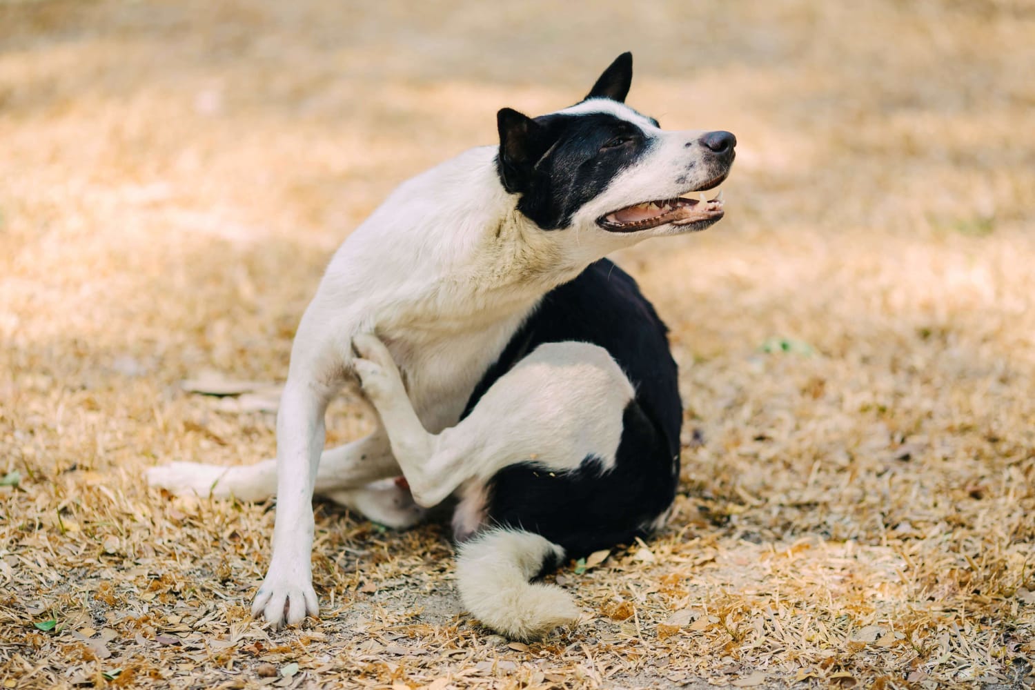 itchy dog solutions