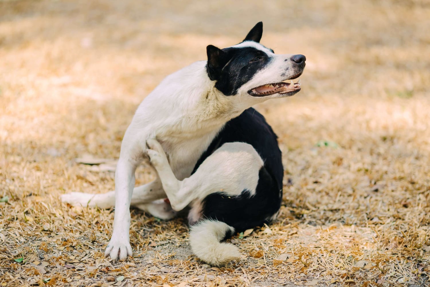 dog itchy paw relief