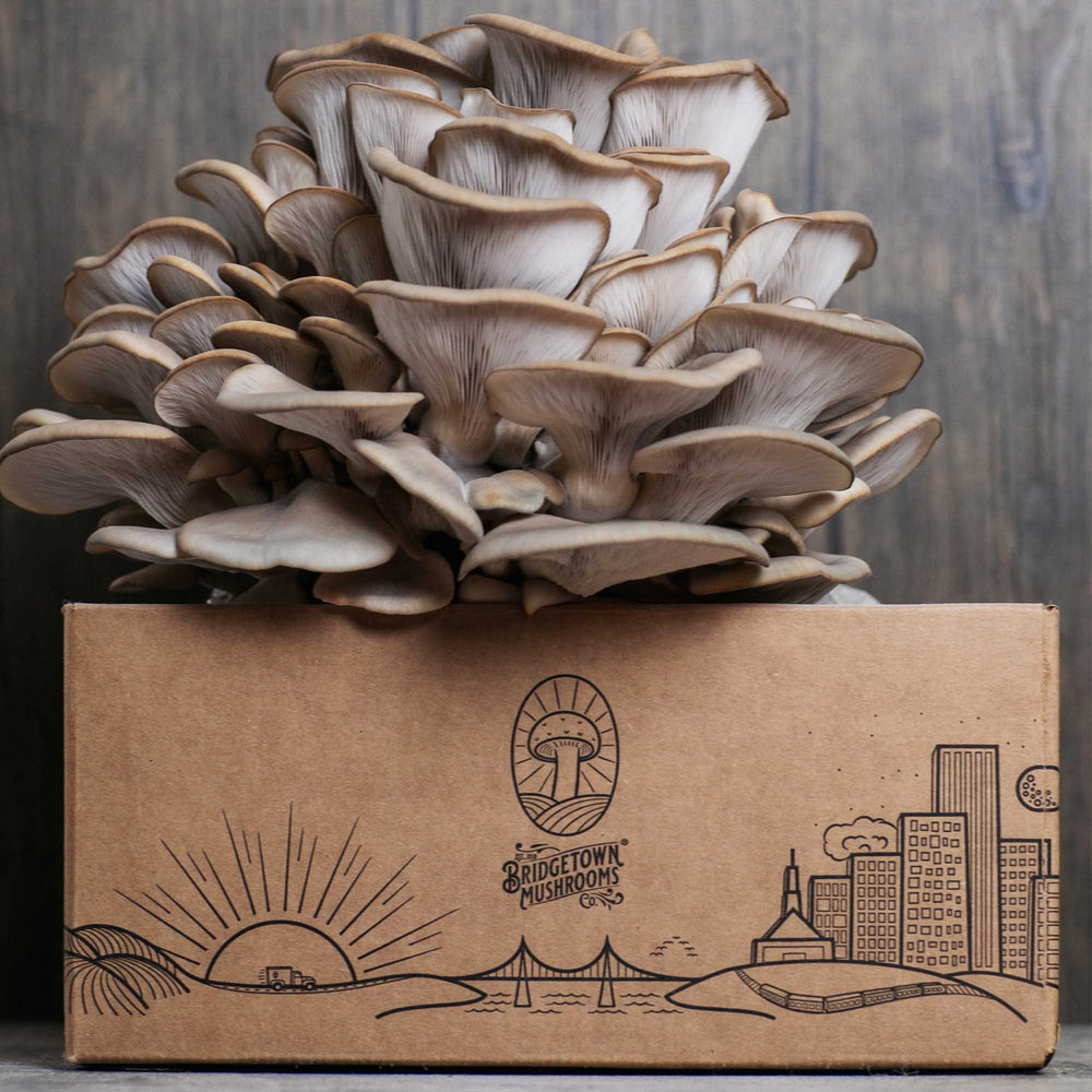 mushroom growing kit