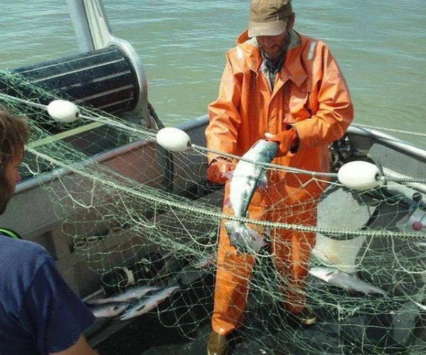 Sockeye salmon wild harvested in Alaska