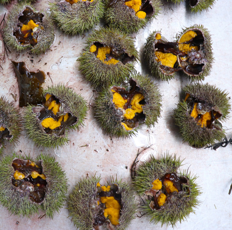 Cracked Maine Sea urchins