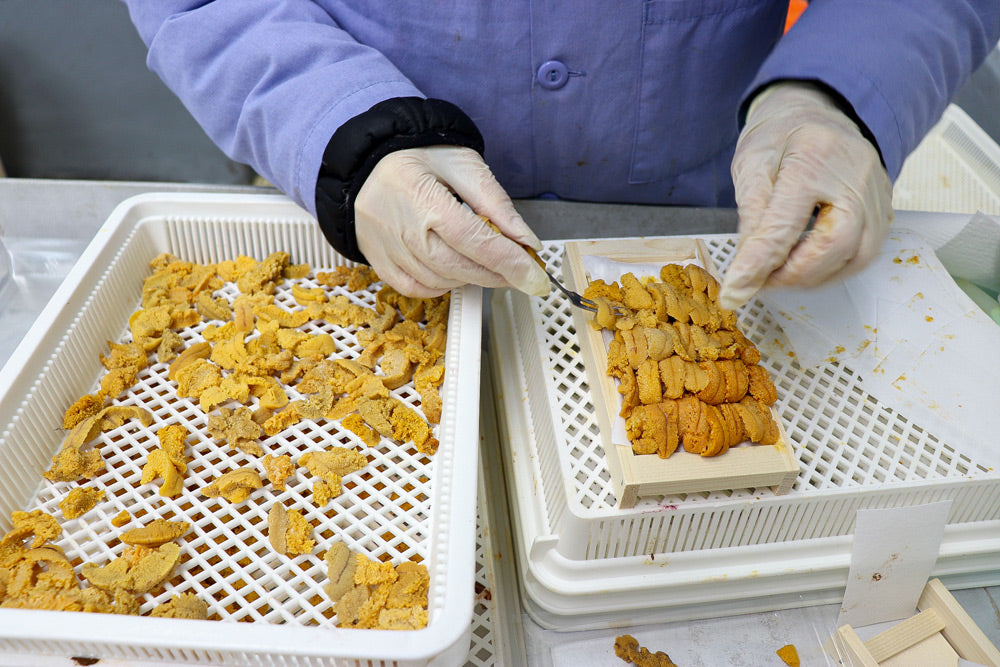 Processing Maine Urchin Roe