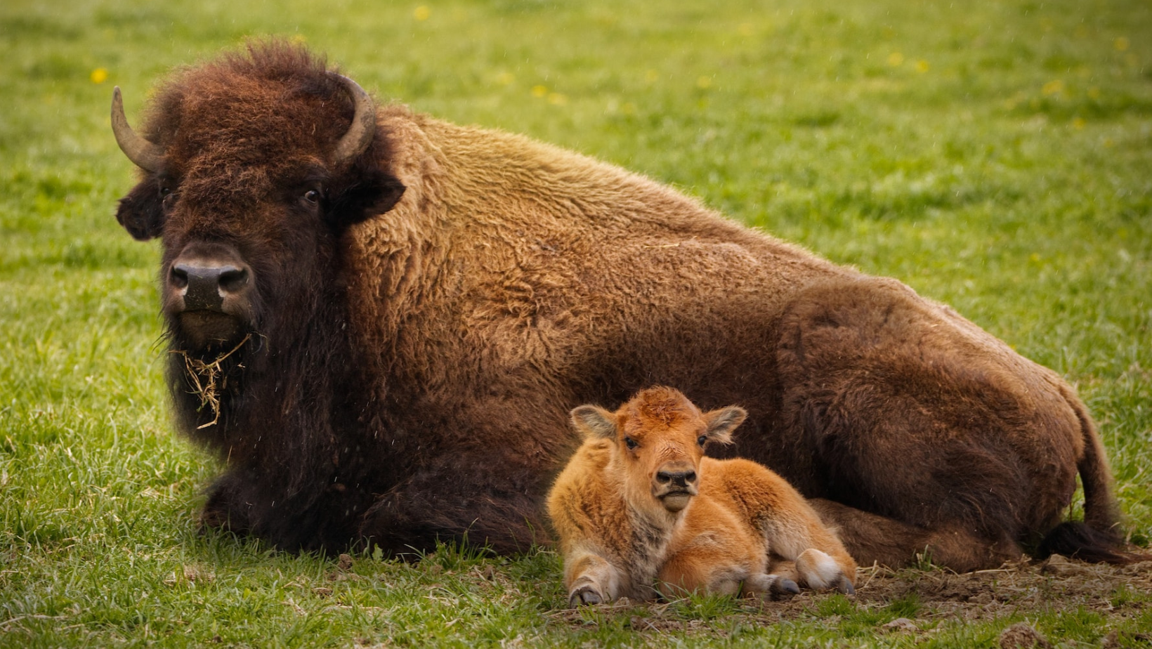 An adult and baby bison lie on a green field.