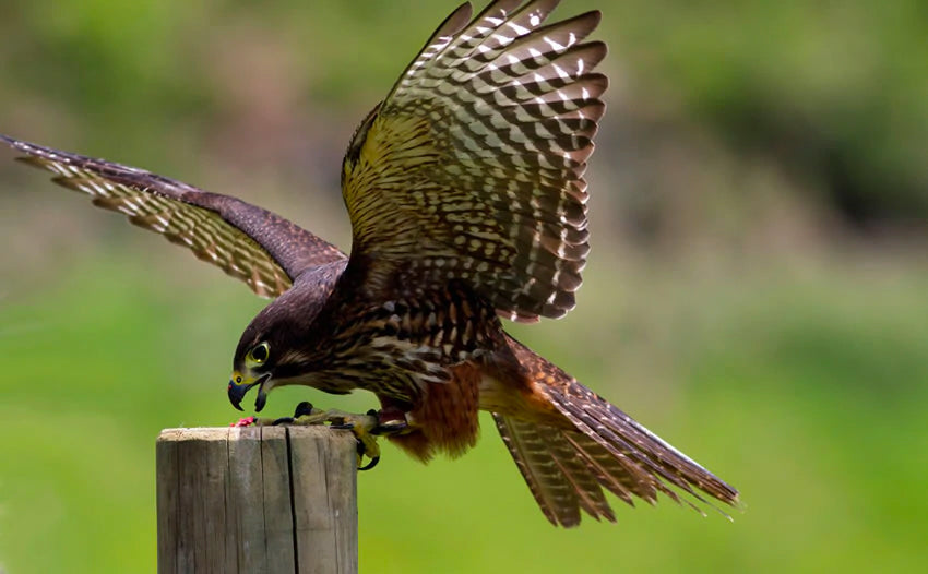 Wingspan National Bird of Prey Centre