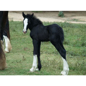 shire horse foal