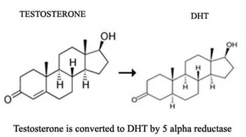 DHT & testosterone