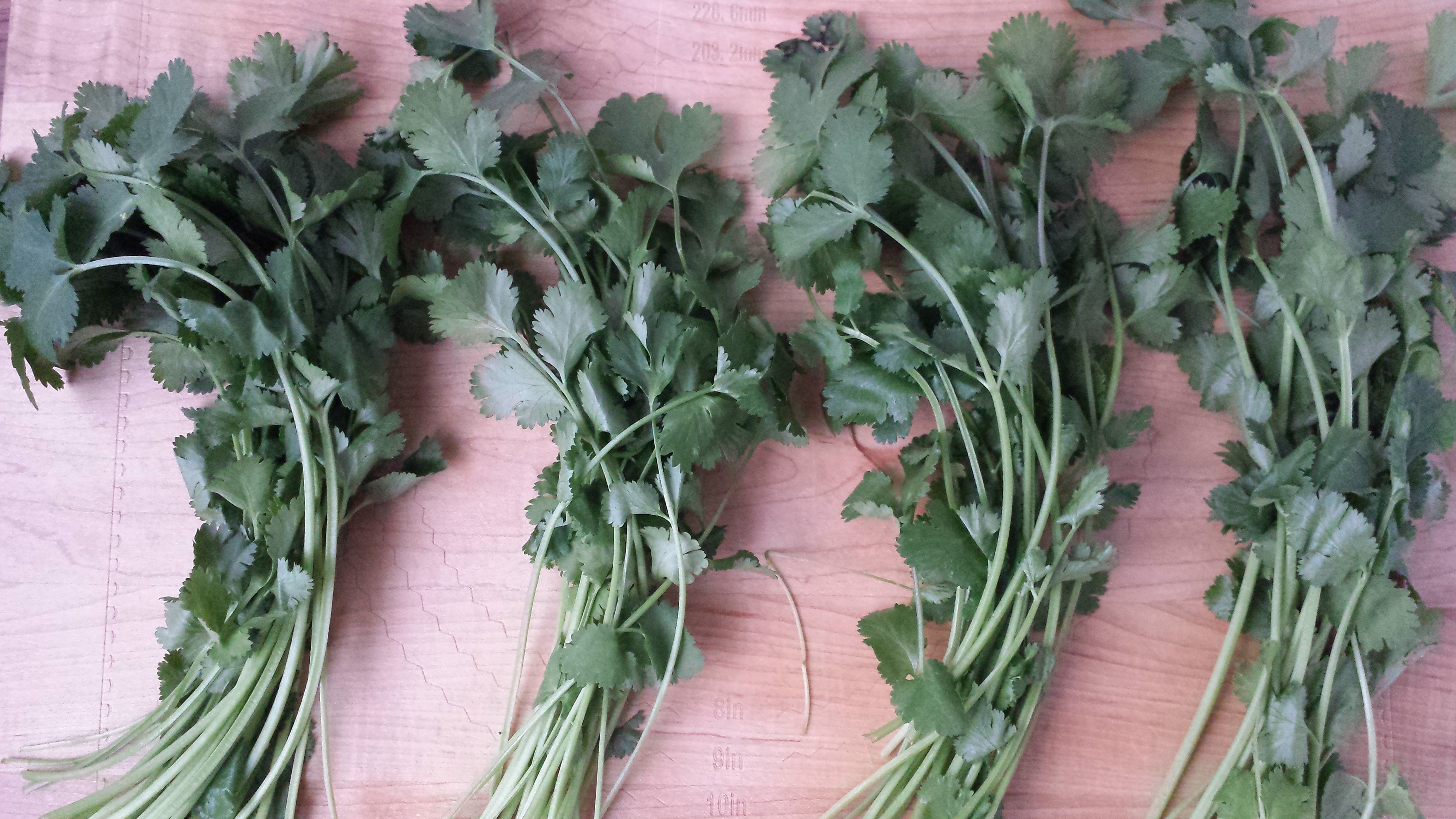 4 groups of fresh cilantro