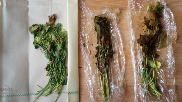 comparison of cilantro in plastic wrap & Abeego
