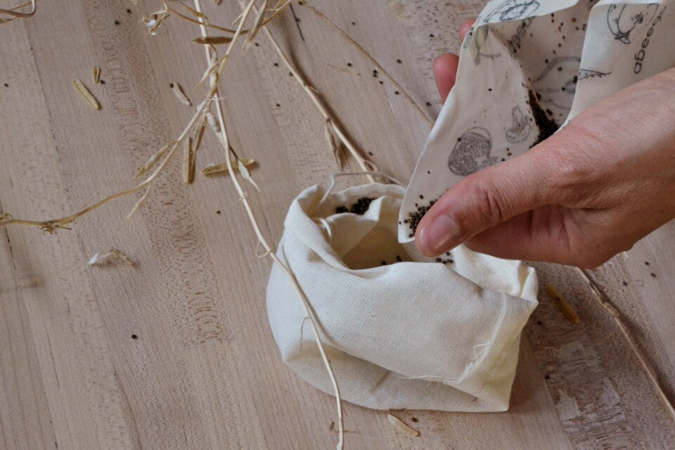 saving arugula seeds beeswax wrap abeego