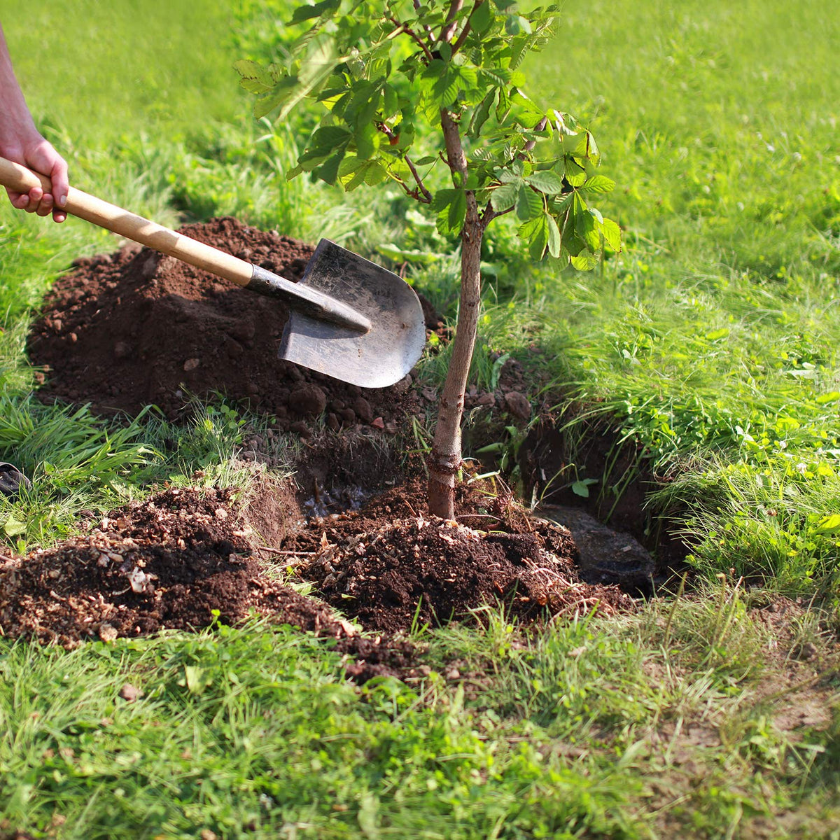 companies that plant trees