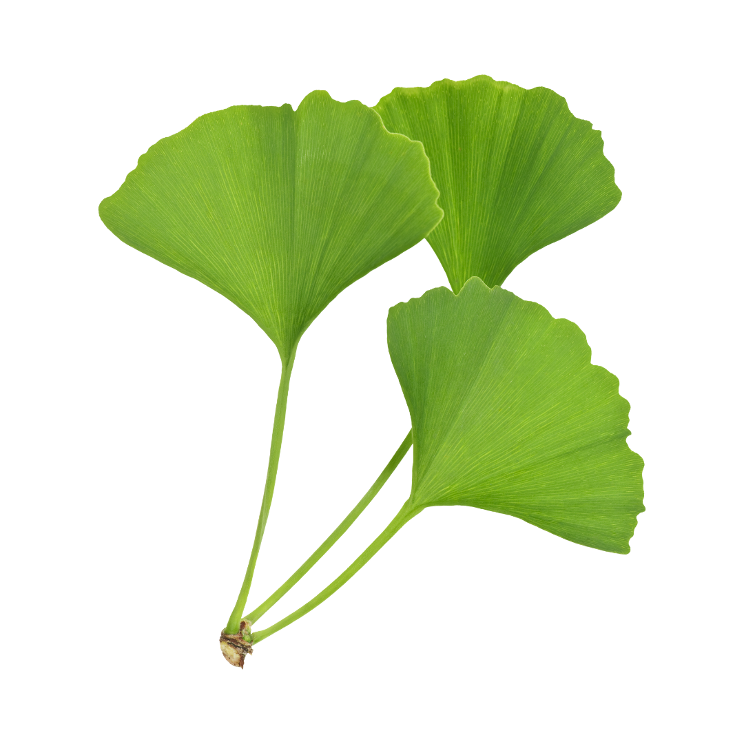 Gingko Biloba Extract in US Clinicals StrongBrain