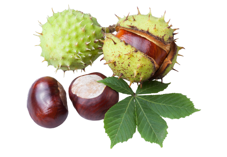 Horse Chestnut Seed Extract - Ingredient in US Clinicals HemClear
