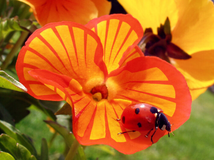 Shell logo in a beautiful flower with a ladybird