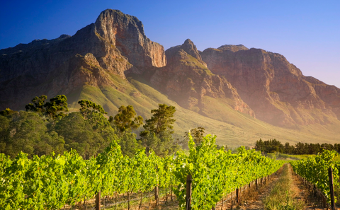 An image of the valley of Franshhoek, South Africa. Towering Mountains are sitting in the background of rows of grape vines.