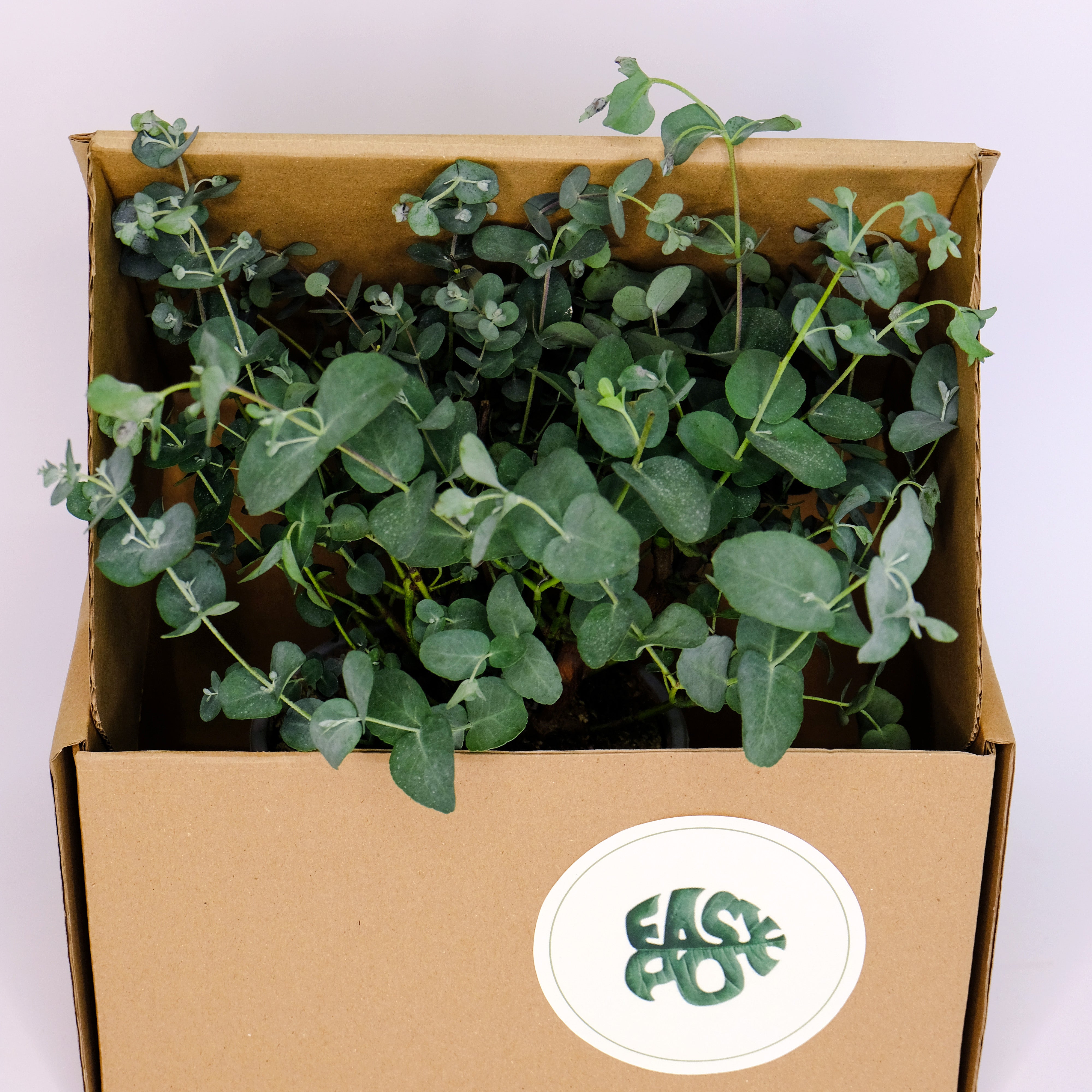 EASYPOT. Online store for best plants in the EU