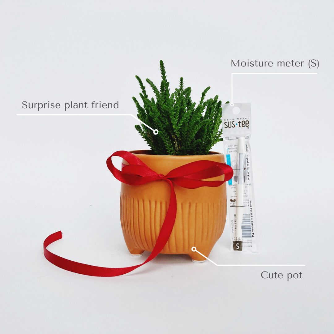 EASYPOT. Online store for best plants in the EU