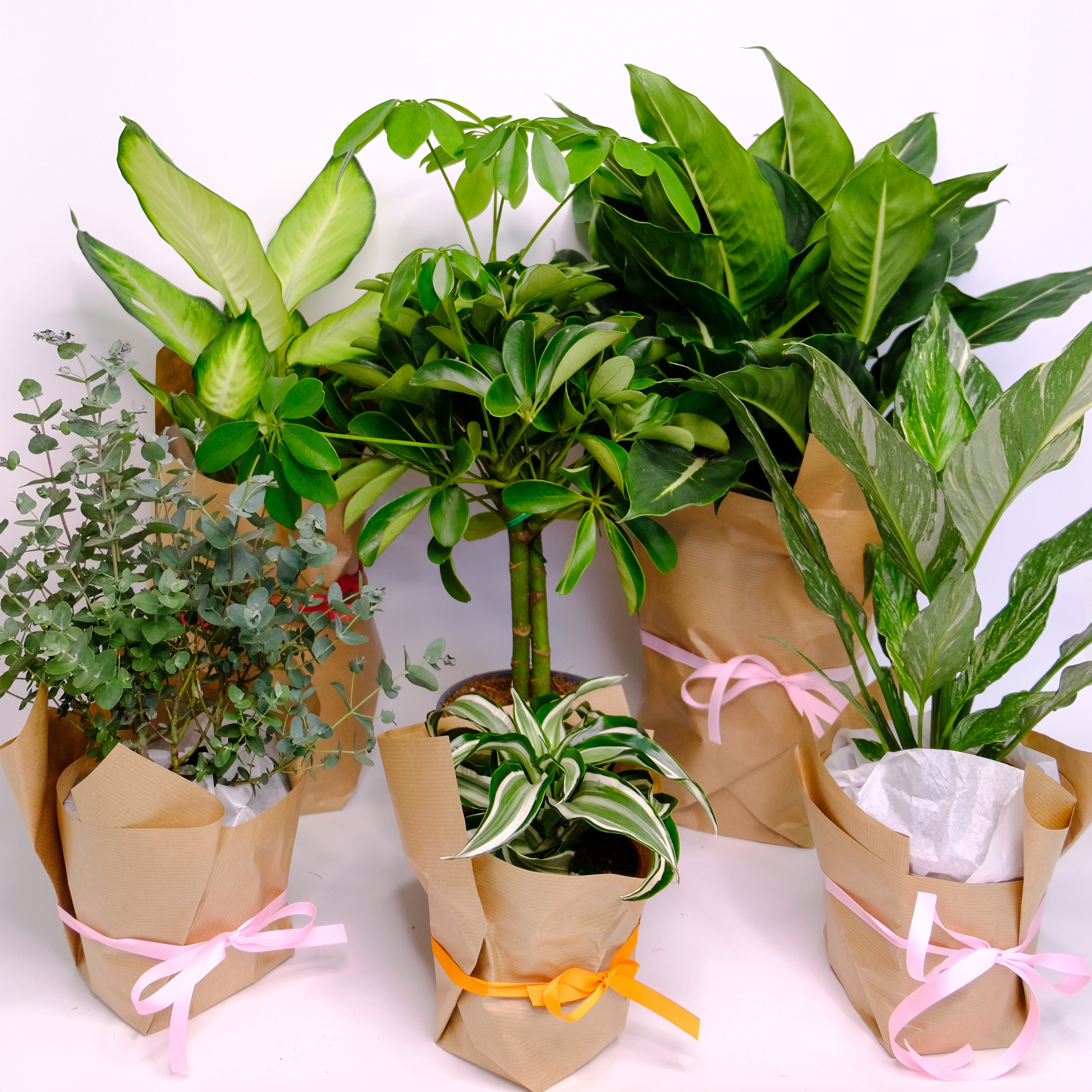 EASYPOT. Online store for best plants in the EU