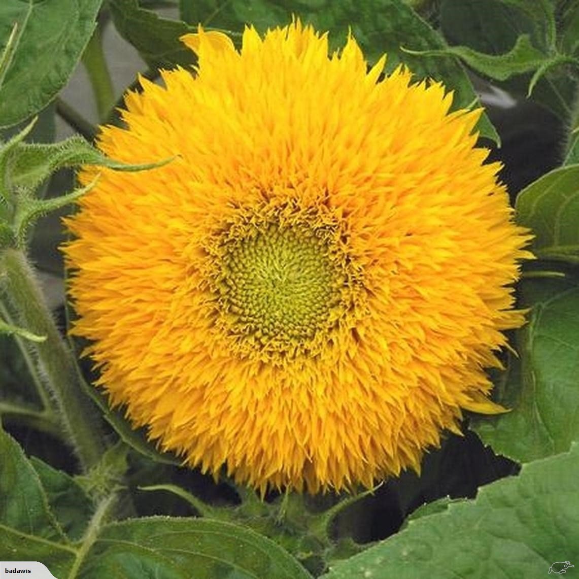 teddy sunflower