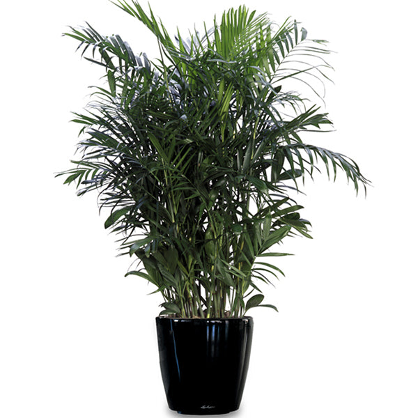 Bamboo Palm