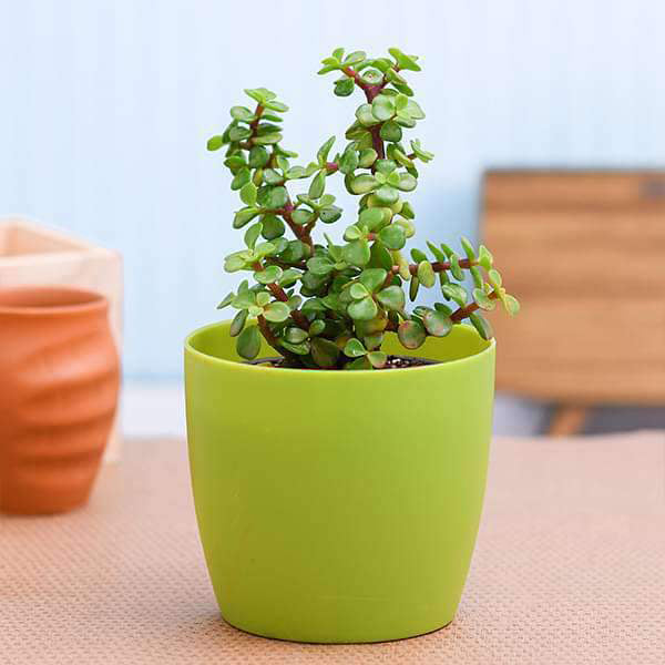 Jade Plant