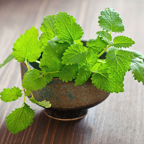 Lemon Balm