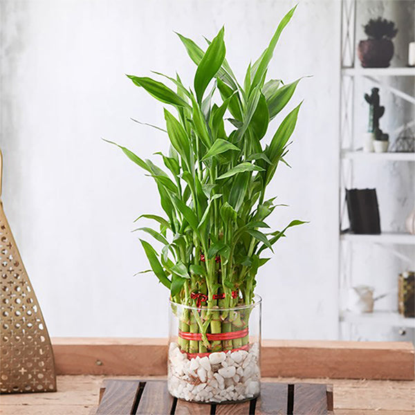 Lucky Bamboo