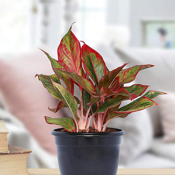 Red Aglaonema