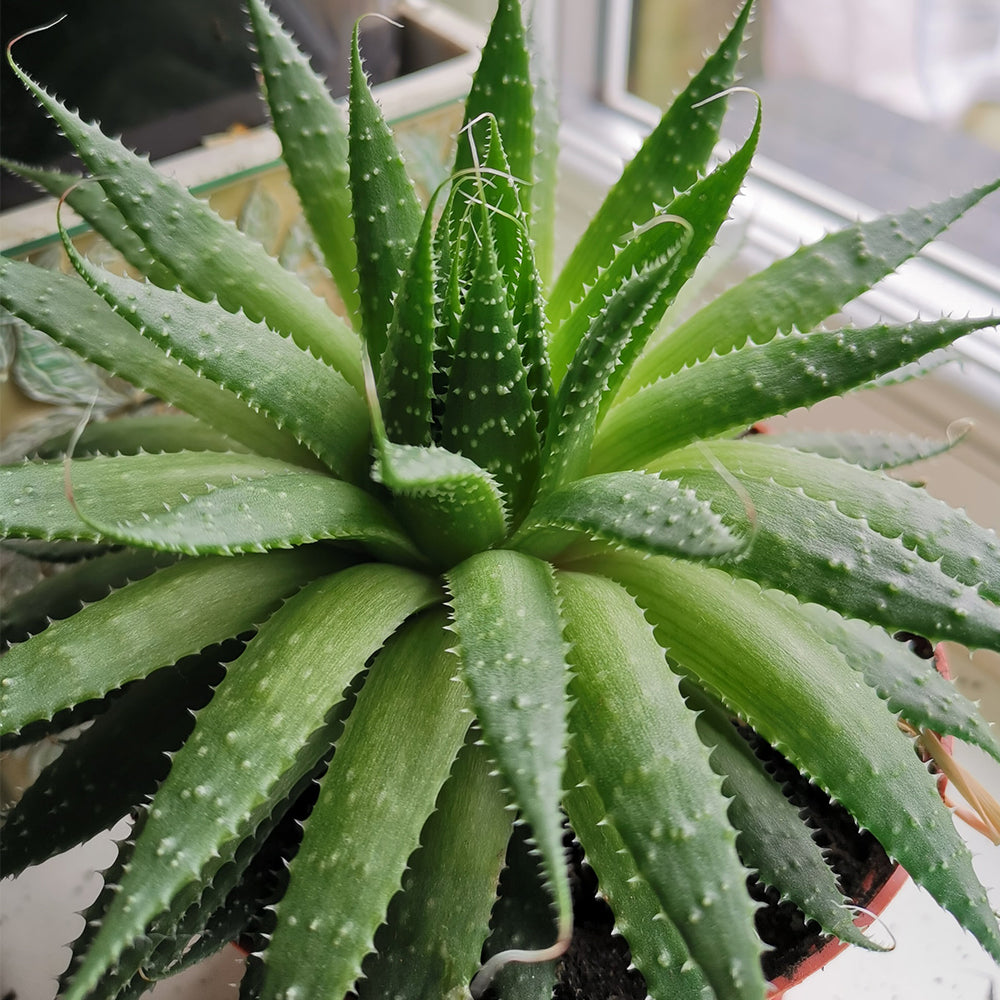 Aloe Vera (Aloe barbadensis)