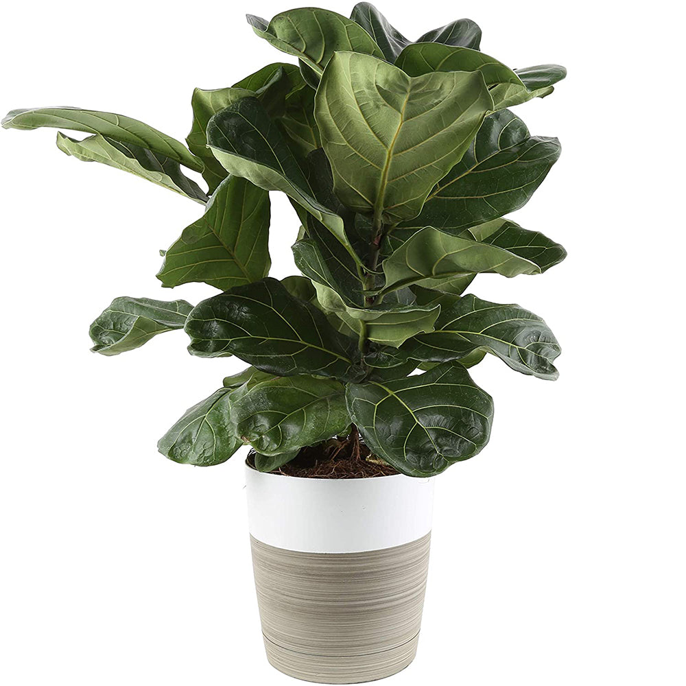 Fiddle-Leaf Fig Tree