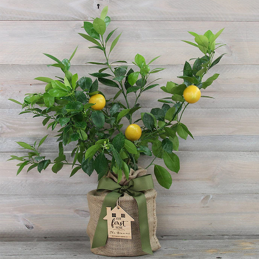 Meyer Lemon Tree