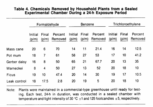 indoor plants that clean the air