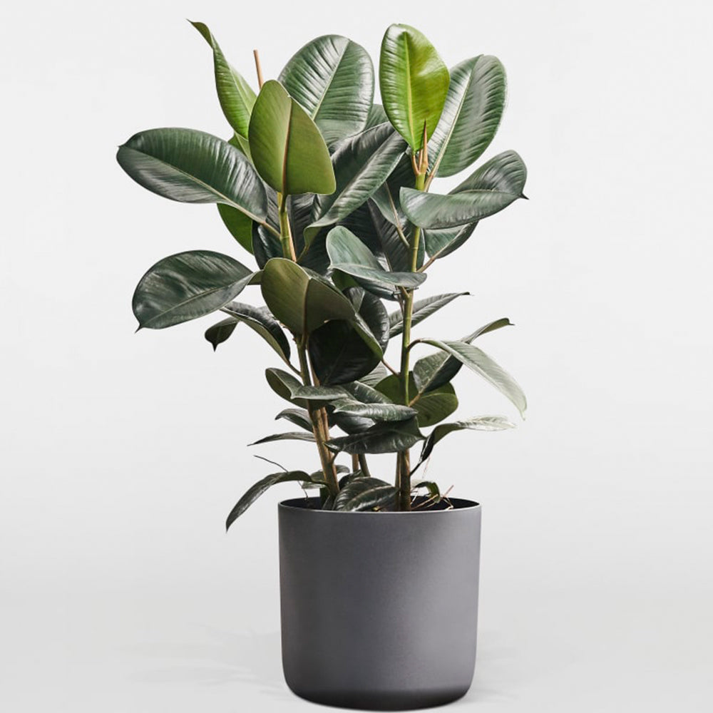 Rubber Fig (Ficus elastica)