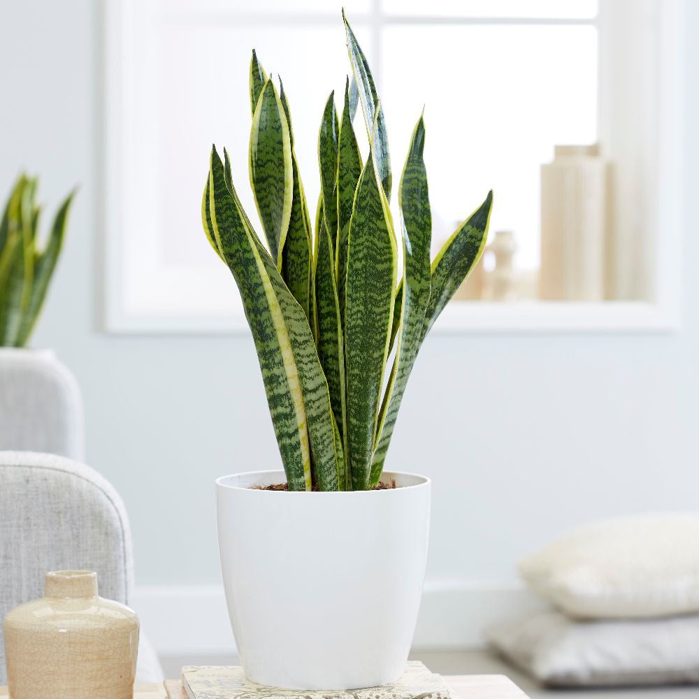 Snake Plant (Sansevieria trifasciata)