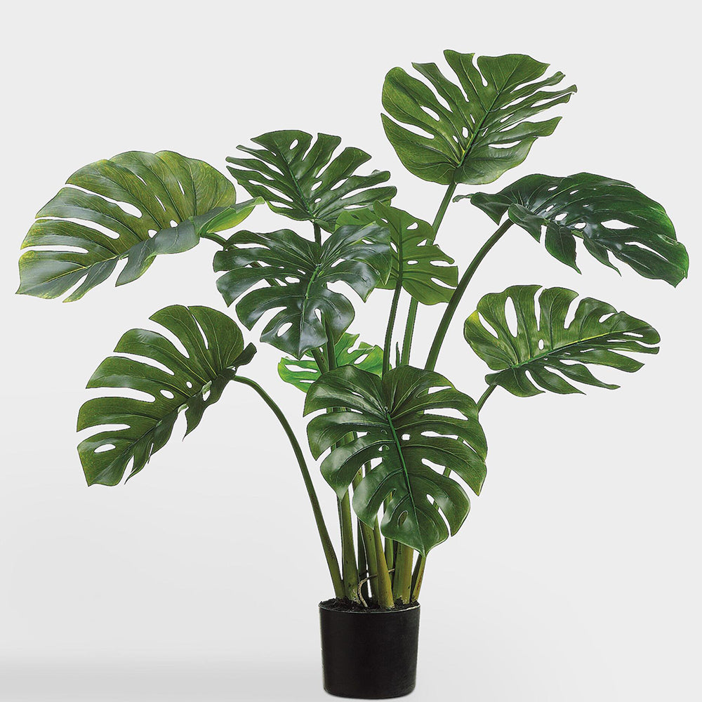 Spilt-Leaf Philodendron