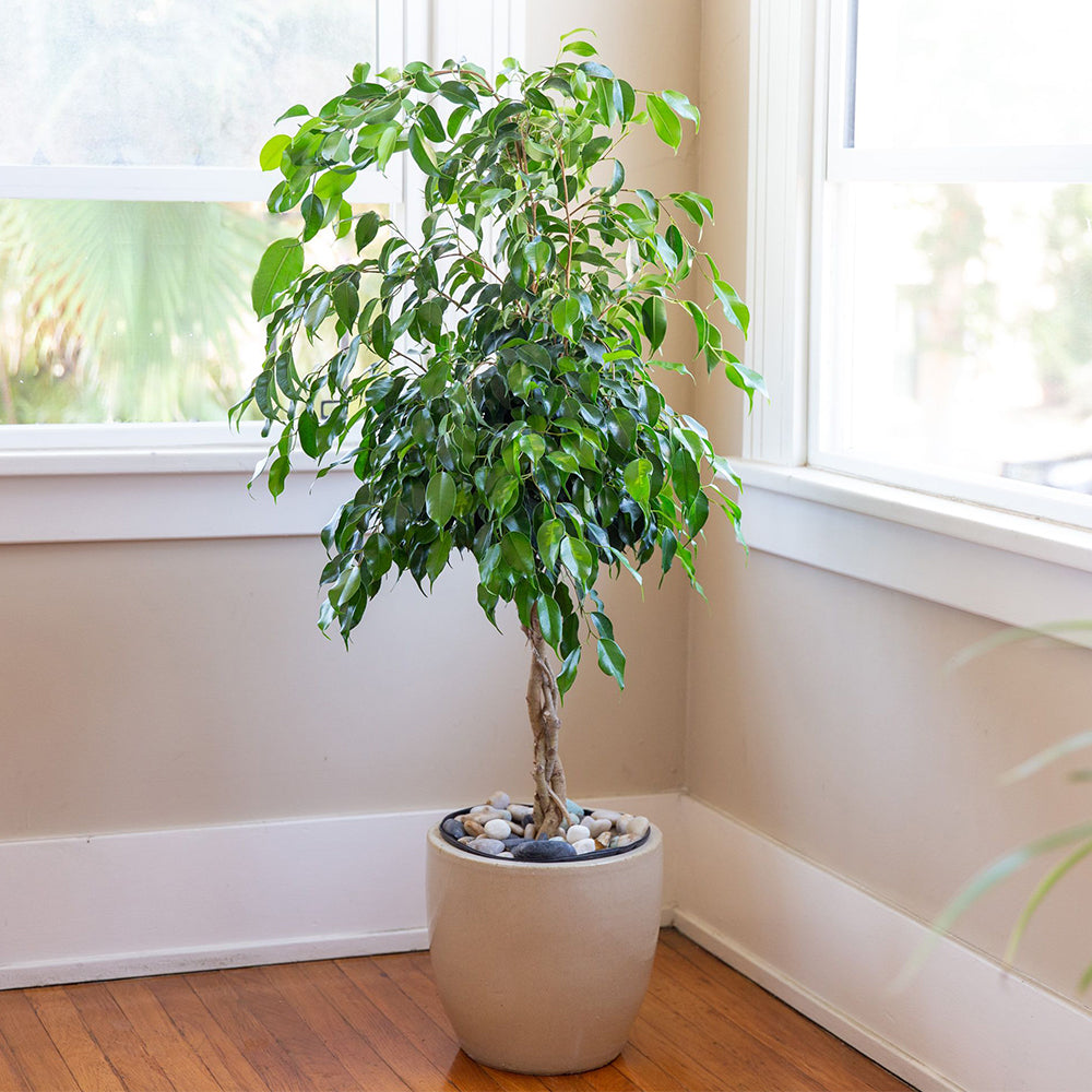 Weeping Fig (Ficus benjamina)