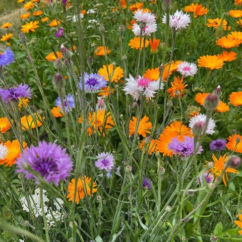 dansk blomstermark