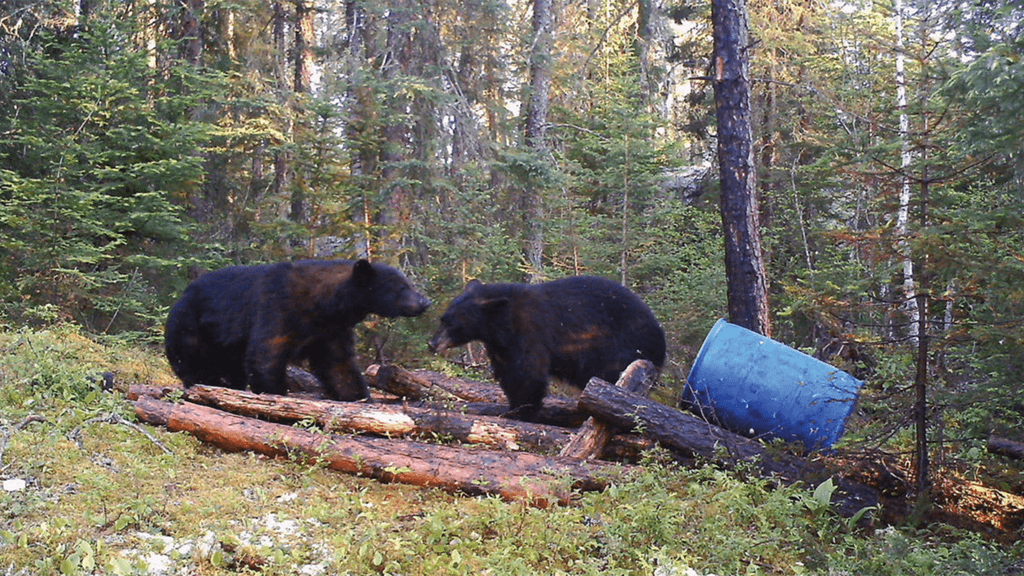 HOW TO HAVE THE BEST SPRING BEAR SEASON OF YOUR LIFE! SPRING BEAR HUNT –  Afflictor Broadheads