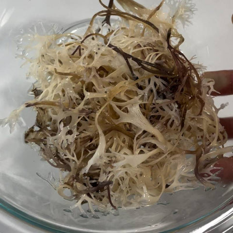 Organic Irish Sea Moss