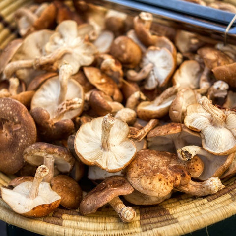 shiitake mushroom 