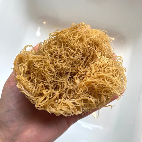 What is sea moss and how to buy it online? Here's everything you need to know