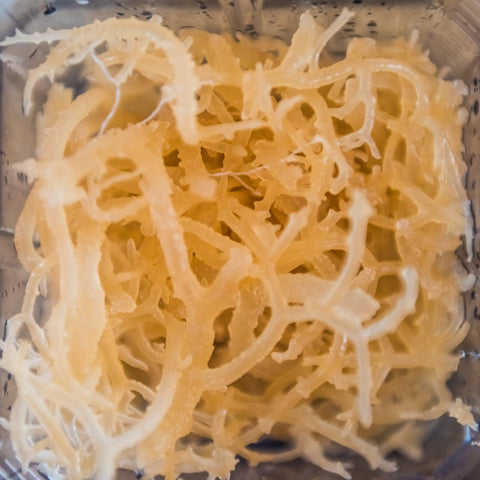 Sea Moss Iodine Source